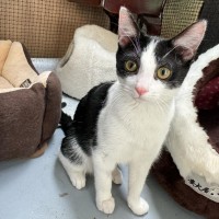 Photo of Felix **2nd Chance Cat Rescue**