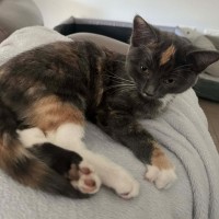 Photo of Stella