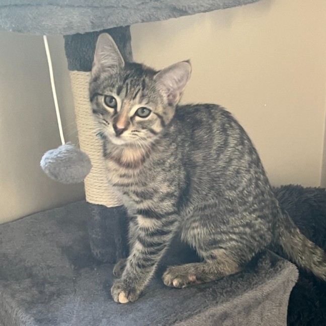 Photo of Daisy ** 2nd Chance Cat Rescue **