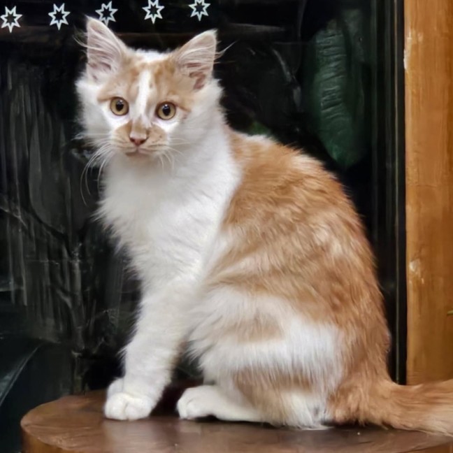 Photo of Zaky ** 2nd Chance Cat Rescue**