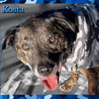Photo of Kosta