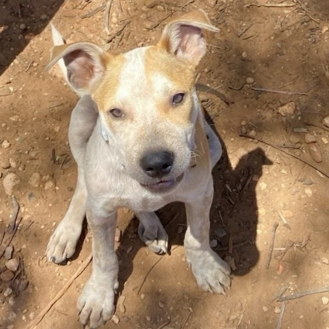 Photo of Pokey
