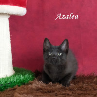 Photo of Azela