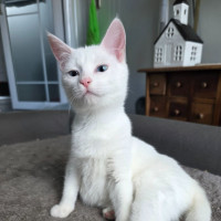 Photo of Pippi
