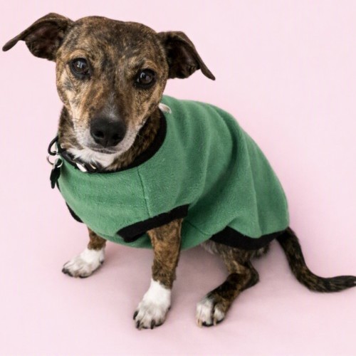 Poppy - Fox Terrier (Smooth) Dog