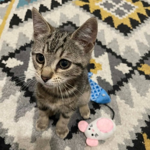 Craig - Domestic Short Hair (DSH) Cat