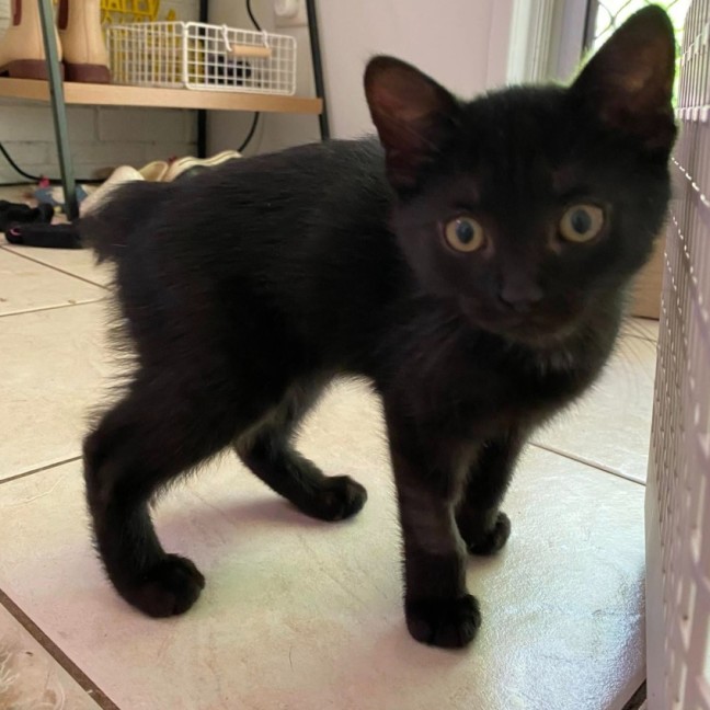 Photo of Posy