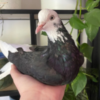Photo of Dizzy