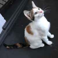 Photo of Josie