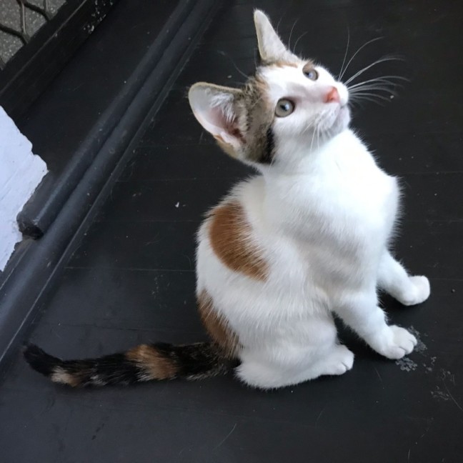 Photo of Josie