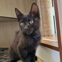 Photo of C1482 Oscar