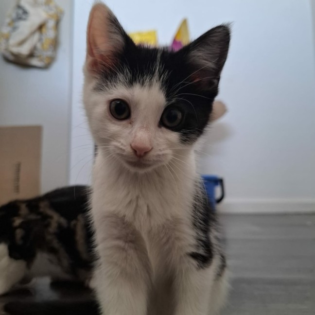 Photo of Arrietty
