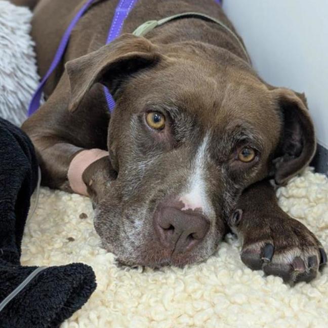 Photo of 🥓 Eazy 6370 🥓