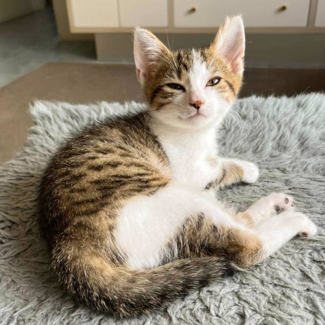 Photo of Nugget