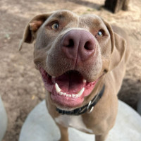 Photo of Luna