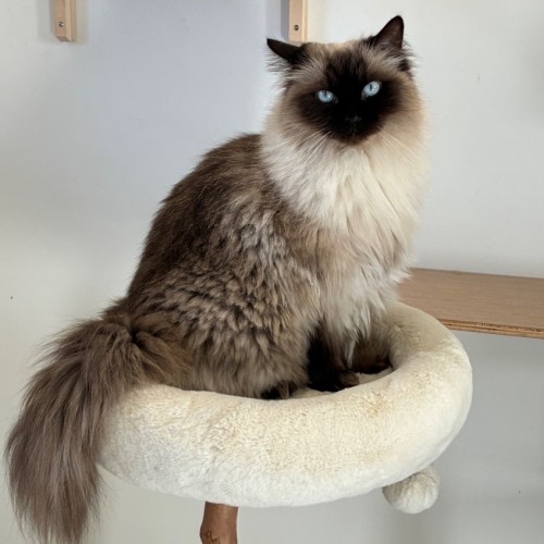 C1629 Gemma - Ragdoll Cat