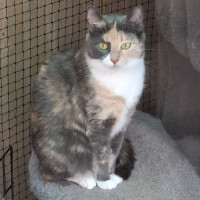 Photo of Bambi**2nd Chance Cat Rescue**
