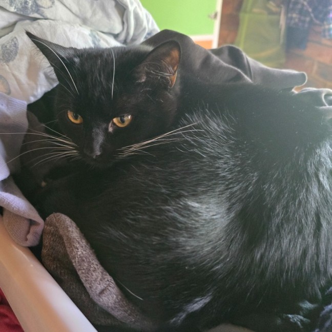 Photo of Nevie