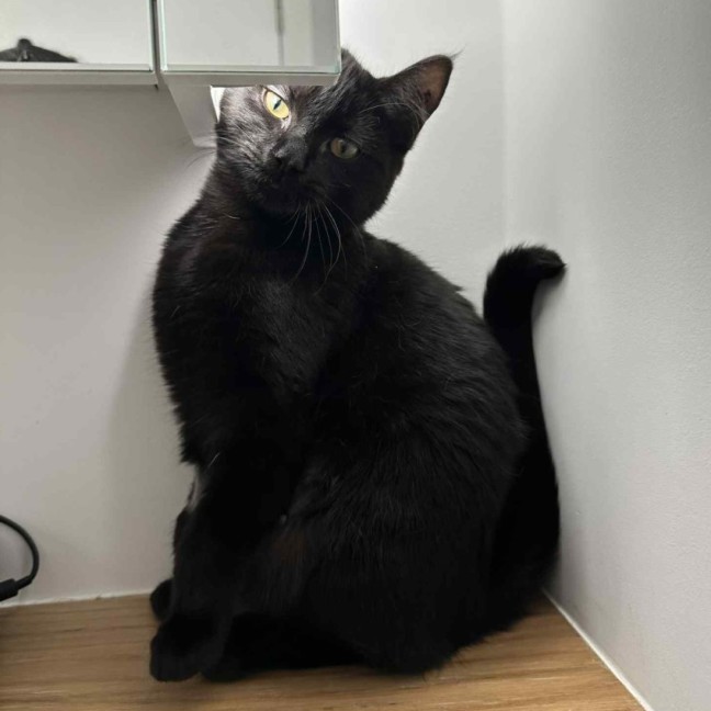 Photo of Kismet