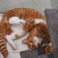 Photo of Buttons & Charlie