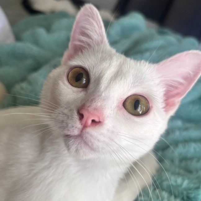 Photo of Astra