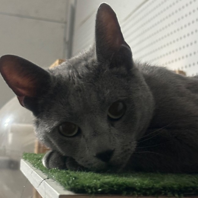 Photo of Sterling 😻🧵🧶