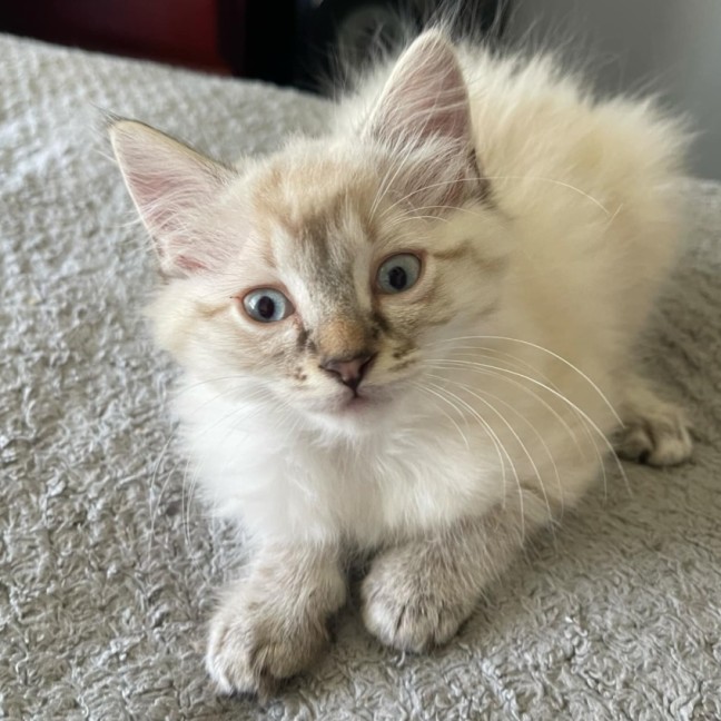 Photo of Blossom **2nd Chance Cat Rescue**