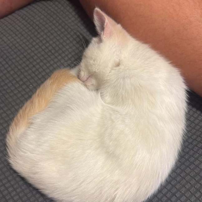 Photo of Mouse 