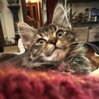 Photo of Clover