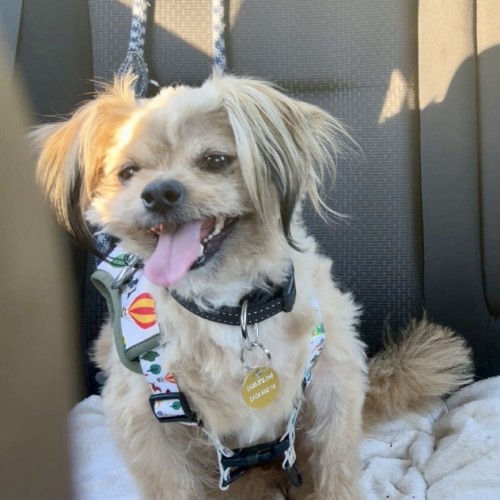 Shawn Mendes - Shih Tzu Dog
