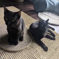 Photo of Cocoa