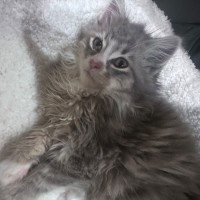 Photo of Fuzz Lightyear 