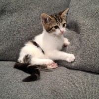 Photo of Georgie