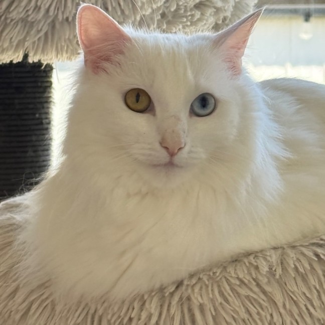 Photo of Mochi 