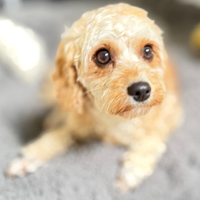 Photo of Luna