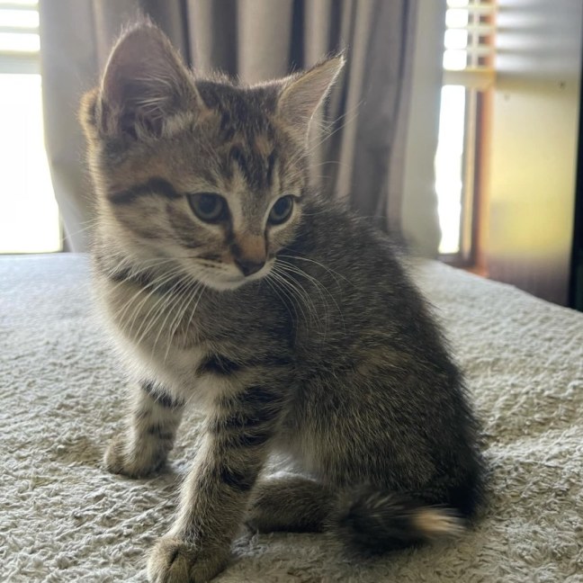 Photo of Katara **2nd Chance Cat Rescue**