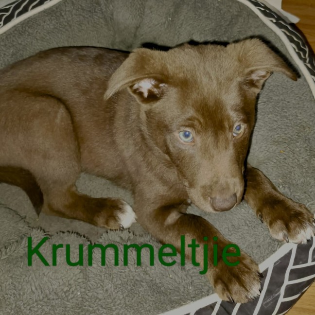 Photo of Krummeltjie 