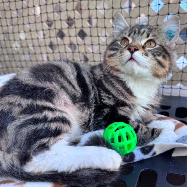 Photo of Sir Snugglealot