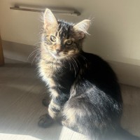 Photo of Cora