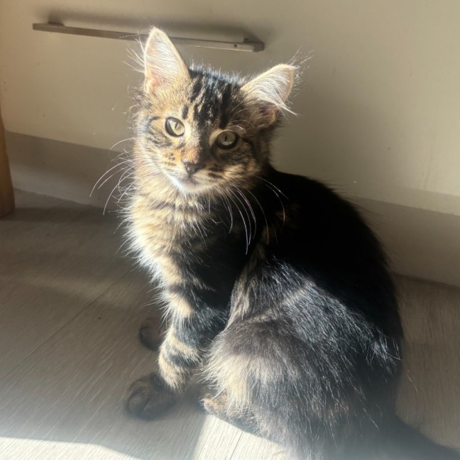 Photo of Cora