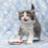 Photo of Millia London ** 2nd Chance Cat Rescue**