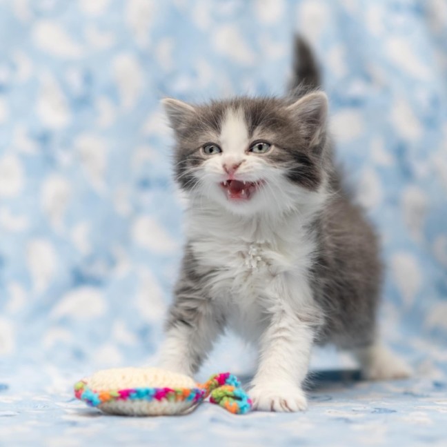 Photo of Millia London ** 2nd Chance Cat Rescue**