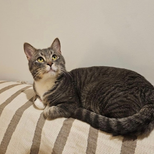 Photo of Tiger