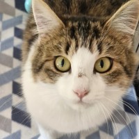 Photo of Tiger Lily