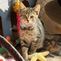 Photo of Senna**2nd Chance Cat Rescue**