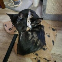 Photo of Phantom ** 2nd Chance Cat Rescue **