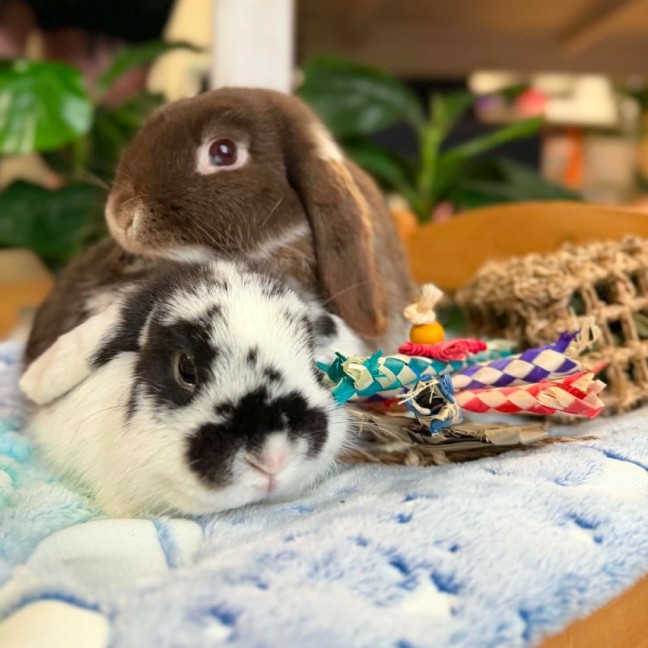 Photo of 🐰Puddles & Zephyr🐰 (Located In Wantirna South)