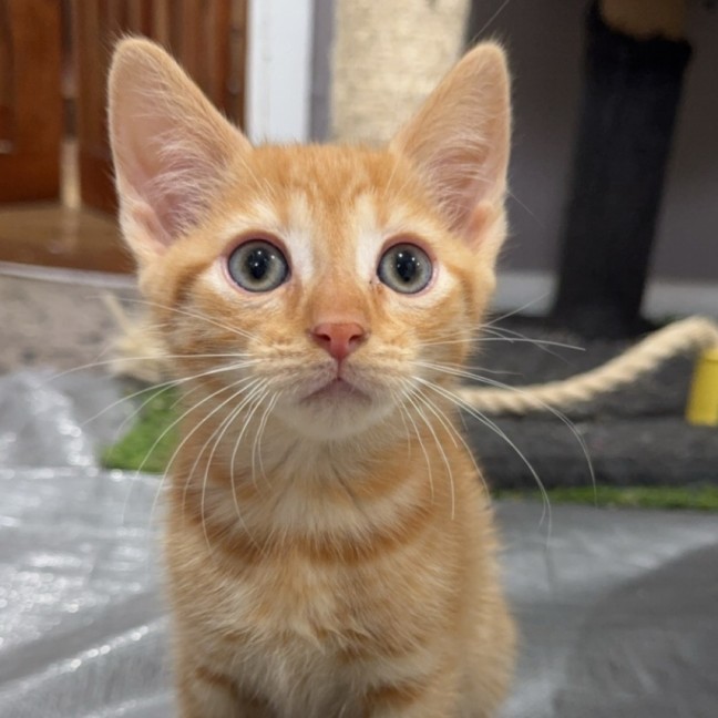 Photo of Louie