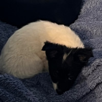 Photo of Rufus