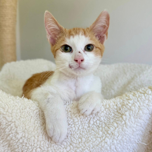 Henry - Domestic Short Hair (DSH) Cat